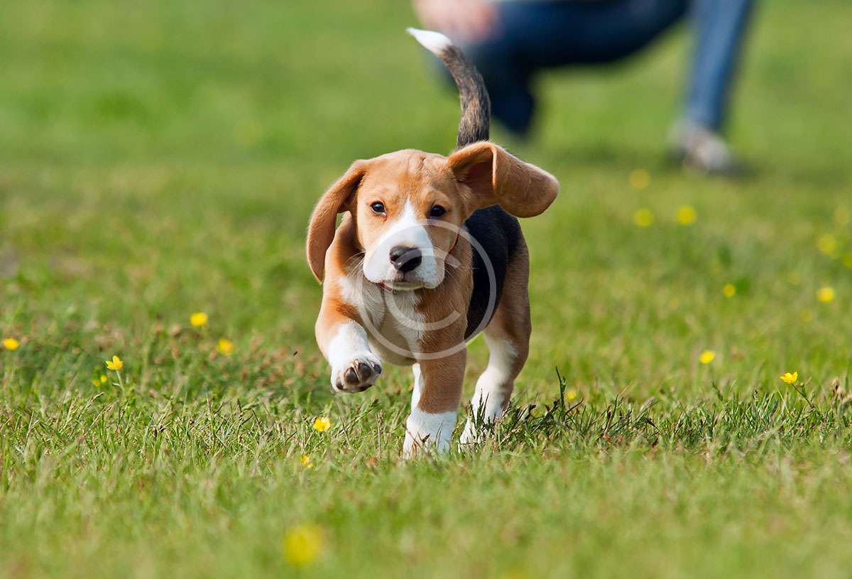Baxter