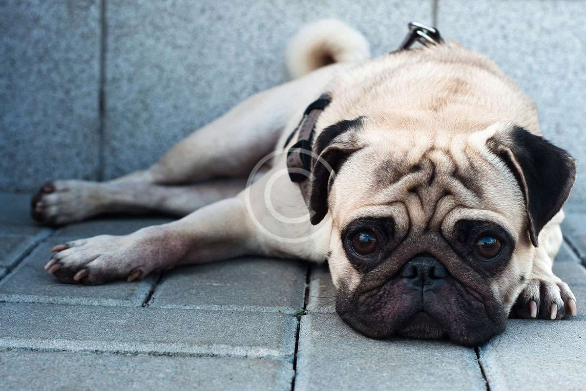 Baxter